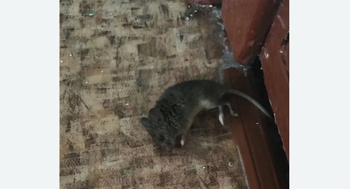 Дезинфекция от мышей в Батайске