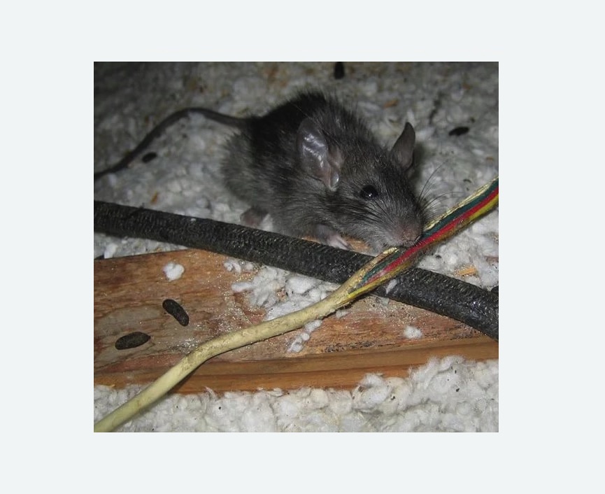 мыши грызут провода в Батайске